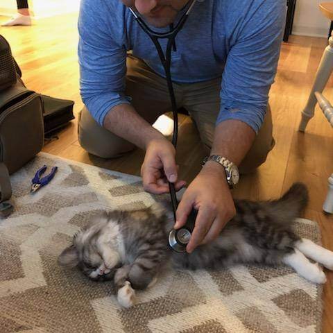 Pet Emergency Services near me in New York, NY  Pet Emergency Services near me in New York, NY